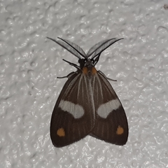 Nebulosa erymas