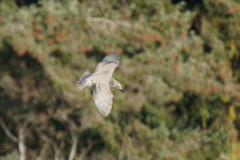 Larus glaucoides thayeri