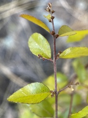 Sageretia wrightii