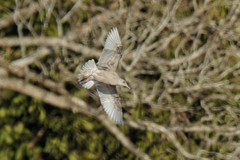 Larus glaucoides thayeri