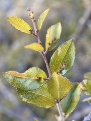 Sageretia wrightii