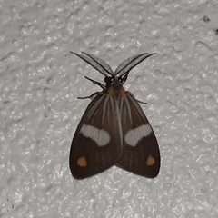 Nebulosa erymas