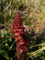 Orobanche sanguinea