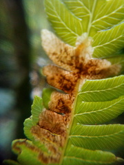 Phytoliriomyza tearohensis