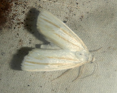 Heliocheilus cramboides