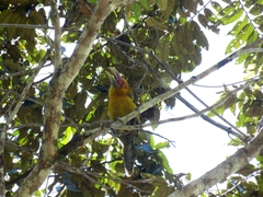 Pteroglossus bailloni