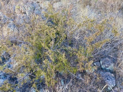 Sageretia wrightii