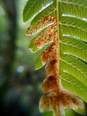 Phytoliriomyza tearohensis