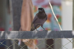 Cyanocorax cyanomelas