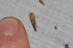 Syncometes vilis