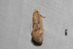 Syncometes vilis