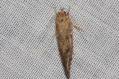Syncometes vilis