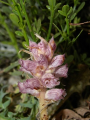 Orobanche santolinae