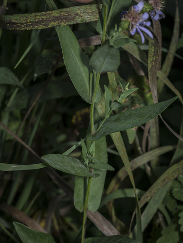 smooth blue aster