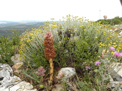 Orobanche santolinae