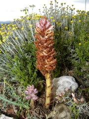 Orobanche santolinae