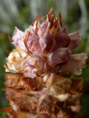 Orobanche santolinae