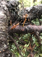 Arceuthobium tsugense