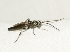 Coelichneumon azotus