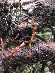 Arceuthobium tsugense