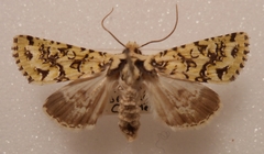 Meterana exquisita