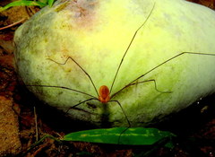 Leiobunum politum