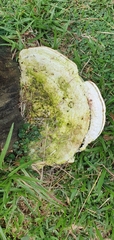 Polyporaceae