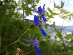 Delphinium sutherlandii