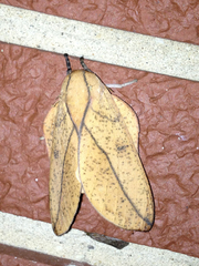 Syssphinx bisecta