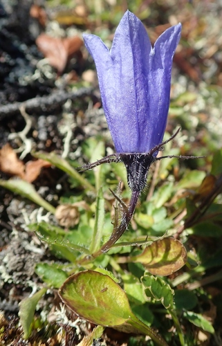 Mountain Harebell