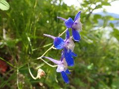Delphinium sutherlandii