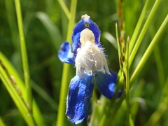 Delphinium sutherlandii