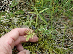 Delphinium sutherlandii