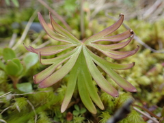 Delphinium sutherlandii