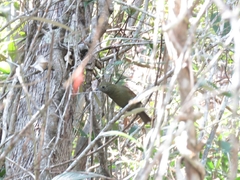 Schiffornis virescens