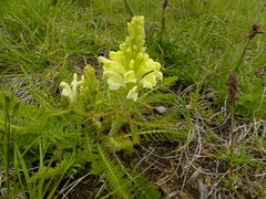 Pedicularis comosa