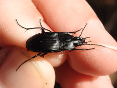 Dicaelus crenatus
