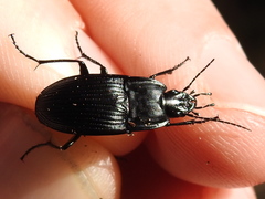 Dicaelus crenatus