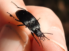 Dicaelus crenatus