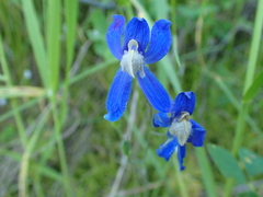 Delphinium sutherlandii