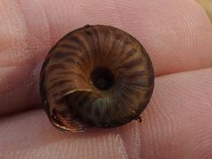 Anguispira strongylodes