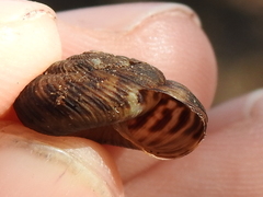 Anguispira strongylodes
