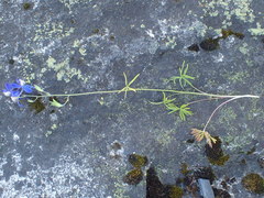 Delphinium sutherlandii
