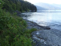 Delphinium sutherlandii