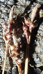 Carex rupestris