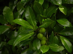 Ficus maxima