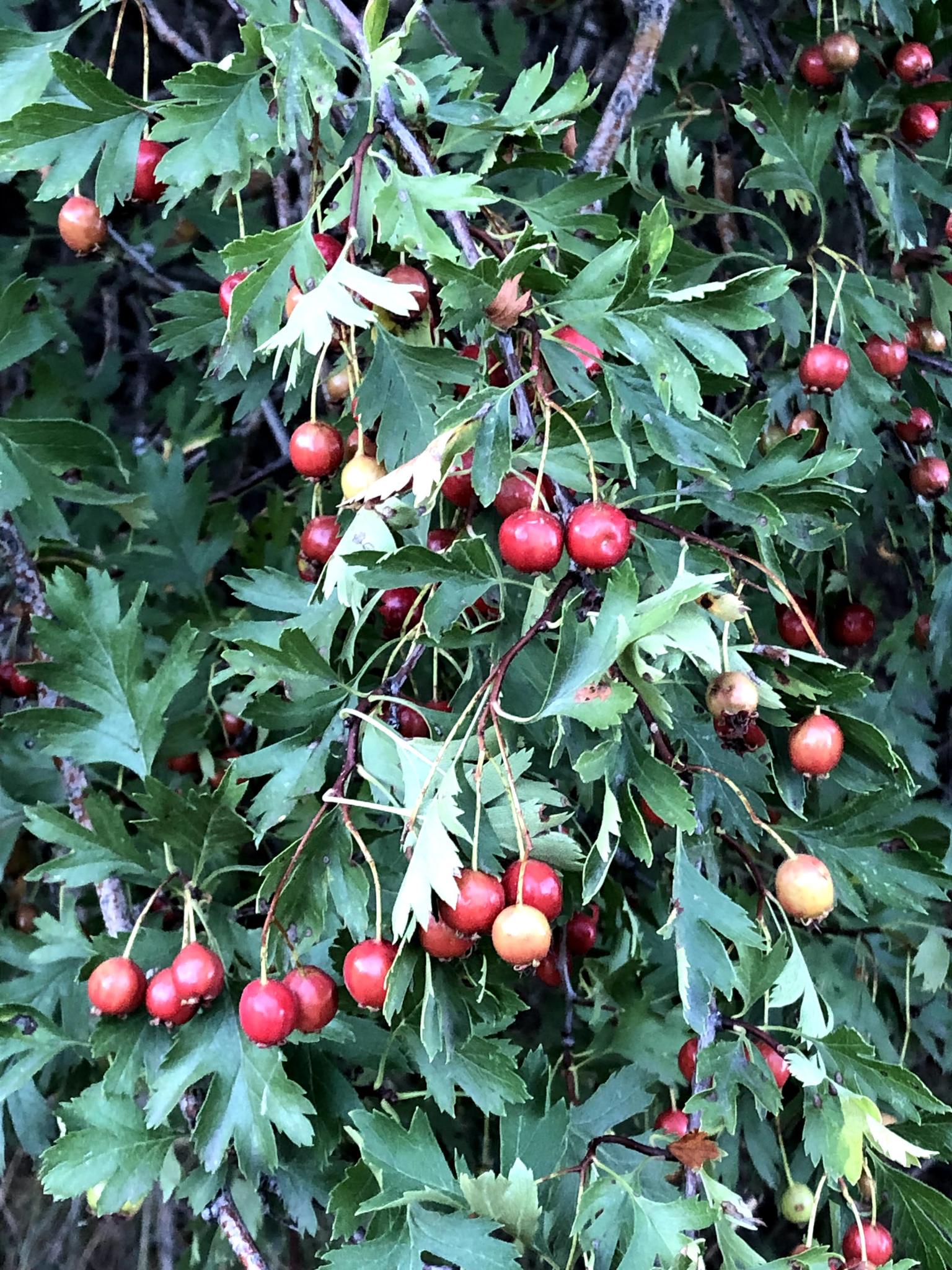Crataegus ambigua
