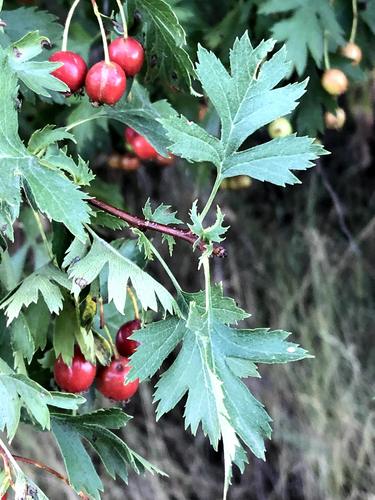 Crataegus ambigua, photograph 2