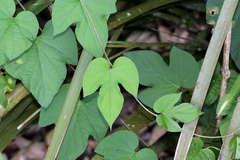 Ipomoea indica