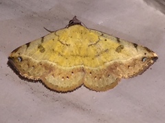 Hemeroplanis floccalis